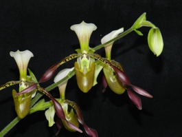 Paphiopedilum Bengal Lancers Huntington's Cavalry AM/AOS 83 pts. Flower